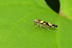 Sibovia recta