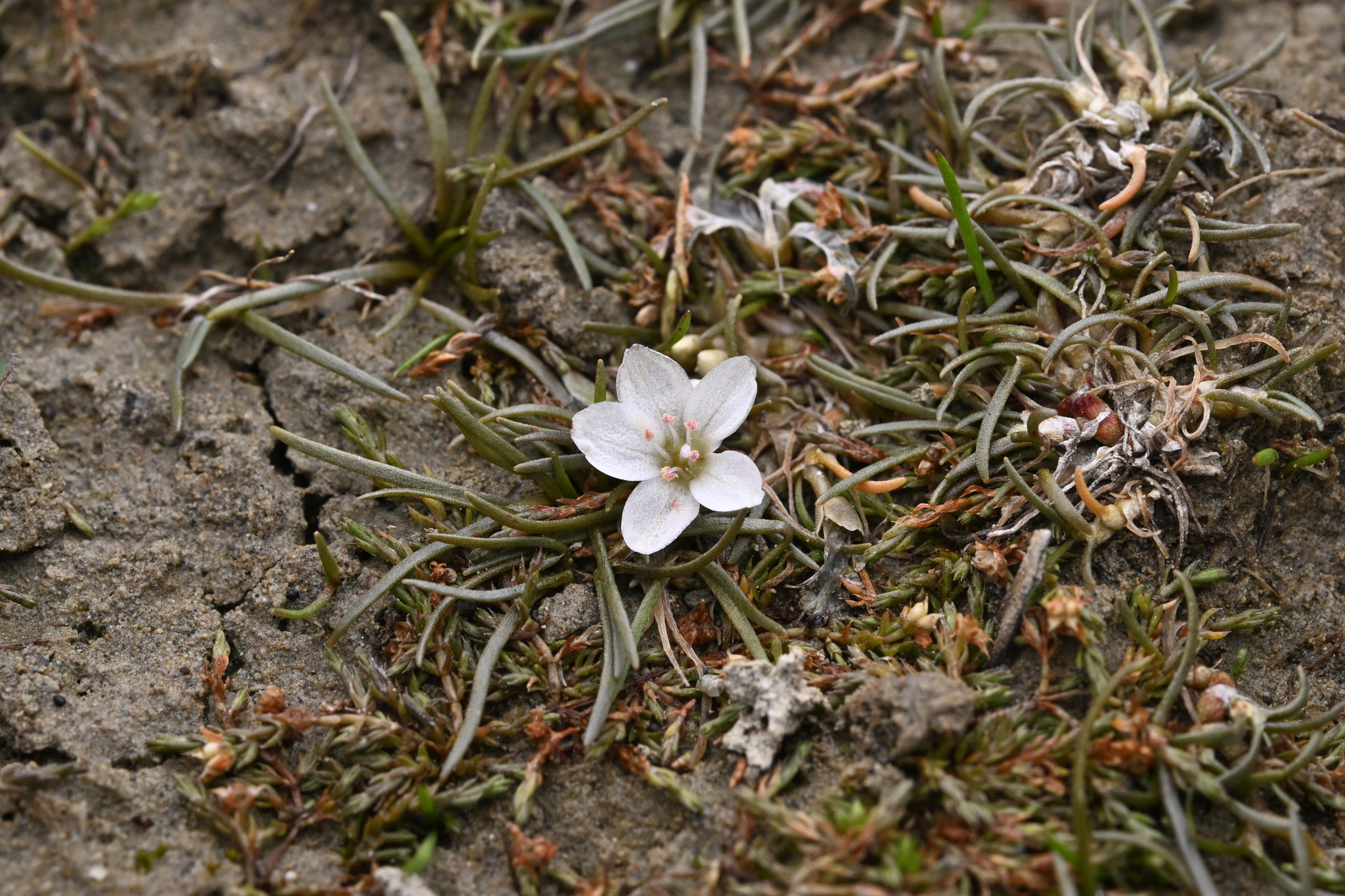 Montia angustifolia