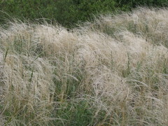 Stipa borysthenica