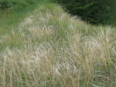 Stipa borysthenica