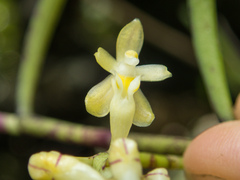 Micropera pallida
