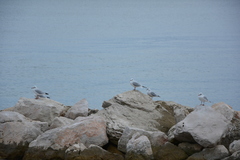 Chroicocephalus ridibundus