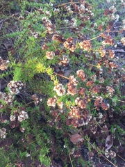 Eriogonum fasciculatum