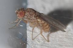 Drosophila repleta