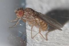 Drosophila repleta