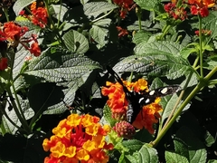 Androloma disparata