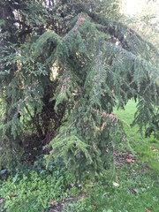 Cedrus