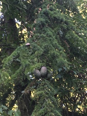 Cedrus