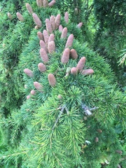 Cedrus