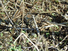 Geomantis larvoides