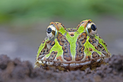 Pacific Horned Frog photo 3