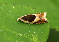 Ancylis badiana