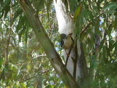 Garrulus glandarius graecus