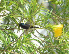 Cinnyris bifasciatus