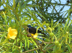Cinnyris bifasciatus