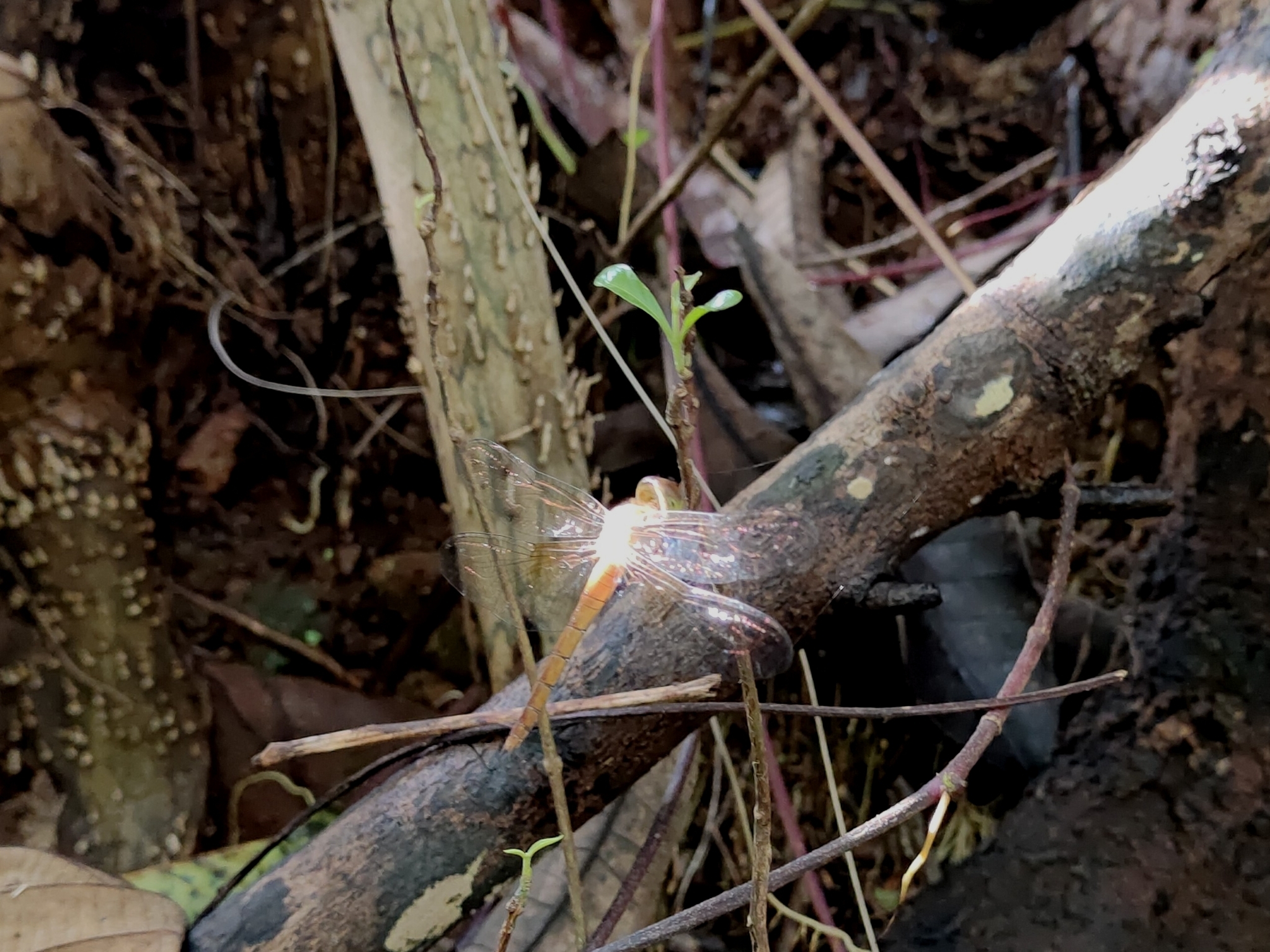 Coral-Tailed Cloudwing