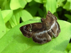 Quadrus cerialis