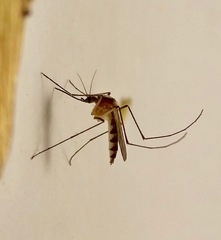 Aedes infirmatus