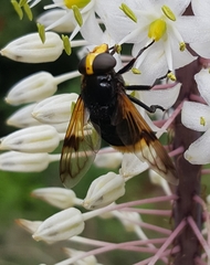 Volucella liquida
