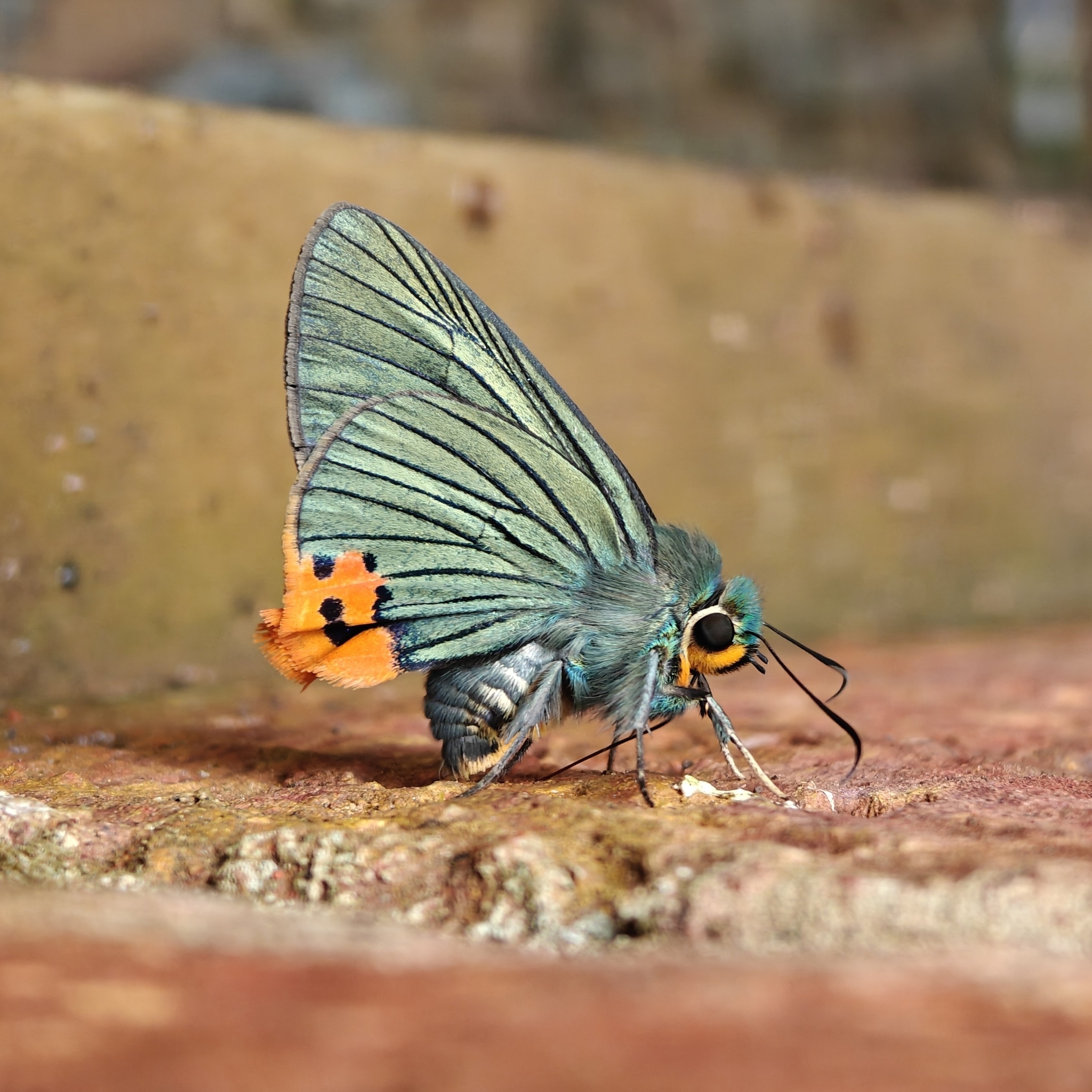 Common Awlking