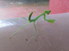 Hierodula tenuidentata