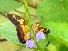 Nascus phocus
