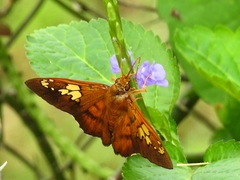Nascus phocus