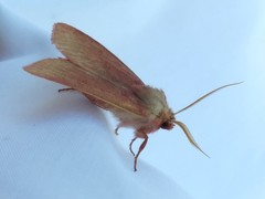 Psectraglaea carnosa