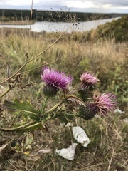 Cirsium ukranicum