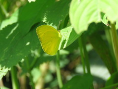 Pyrisitia dina westwoodi