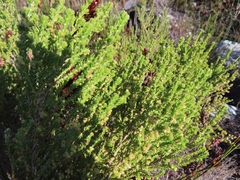 Erica serrata