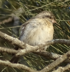 Crithagra atrogularis