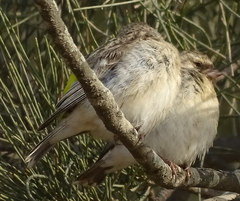 Crithagra atrogularis