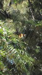 Danaus plexippus