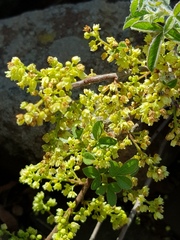 Searsia rigida