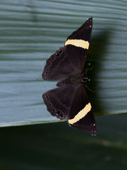 Abisara fylla