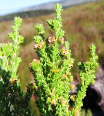 Erica serrata
