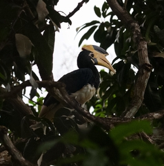 Anthracoceros coronatus