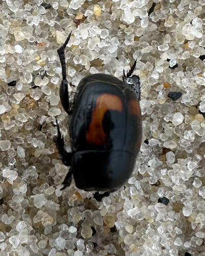 Spilodiscus biplagiatus