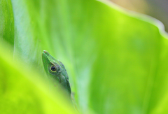 Anolis chloris
