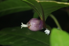Palicourea apoda