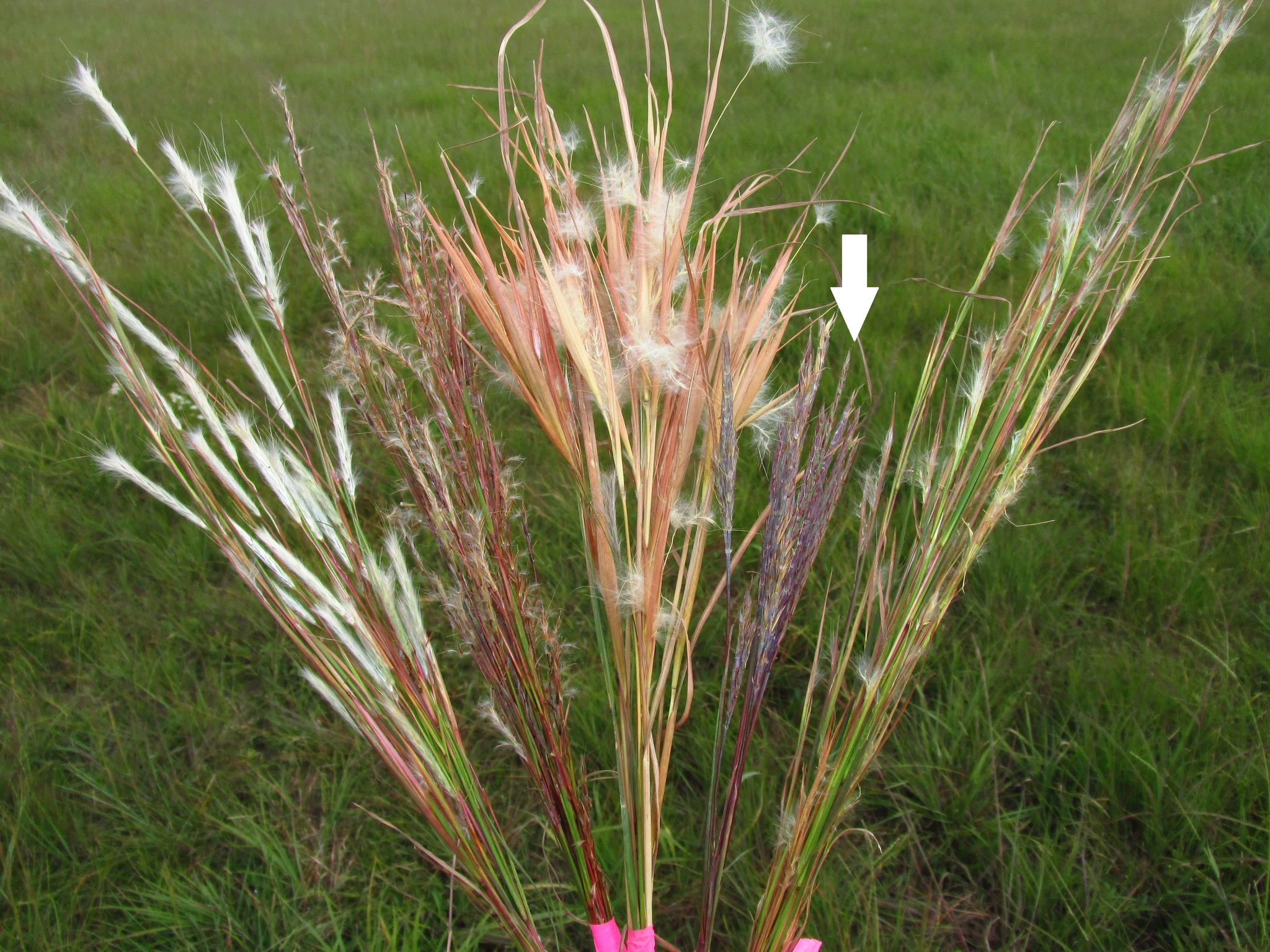Andropogon