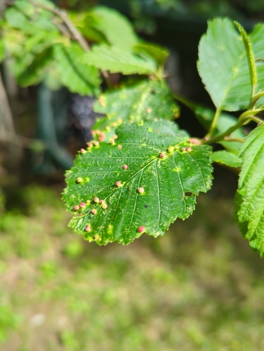 Alder Leaf Gall Mite