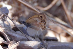 Coenonympha dorus