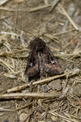 Lacinipolia circumcincta