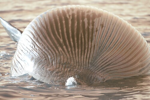 イワシクジラ