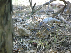 Garrulus glandarius graecus