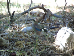Garrulus glandarius graecus