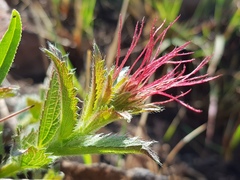 Acalypha angustata