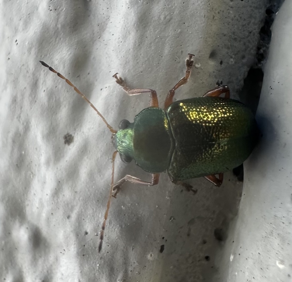 Colaspis pseudofavosa